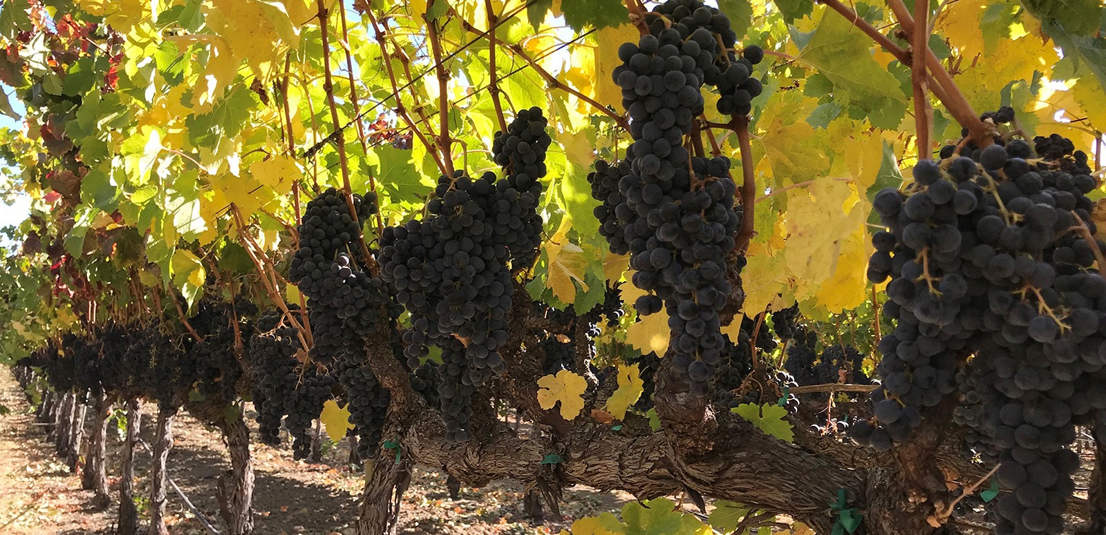 Merlot grapes